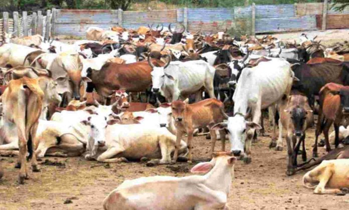 Impact on Beef Sellers